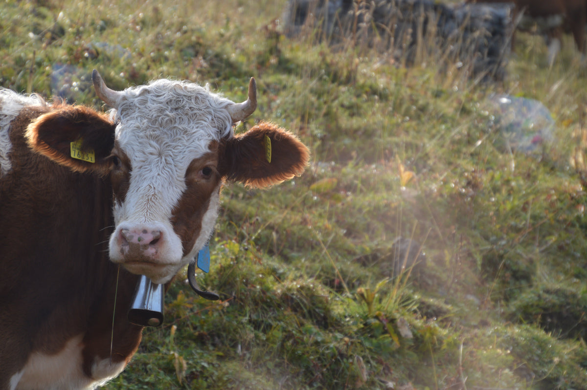 Moo Là Là: a meadow in a cup