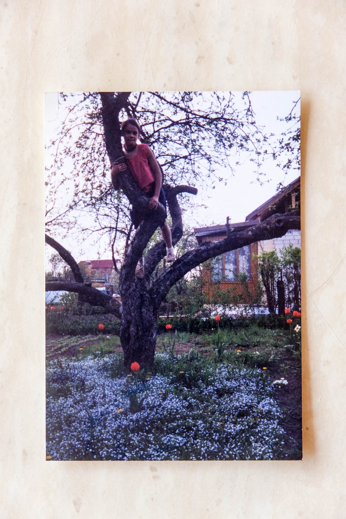 Me as a child, up an apple tree in my grandmother’s garden, where my love for plants and nature quietly began